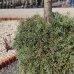 Cypruštek arizónsky (Cupressus arizonica) ´FASTIGIATA´ (-13°C) - výška 140-150cm, kont. C30L - SNEHULIAK